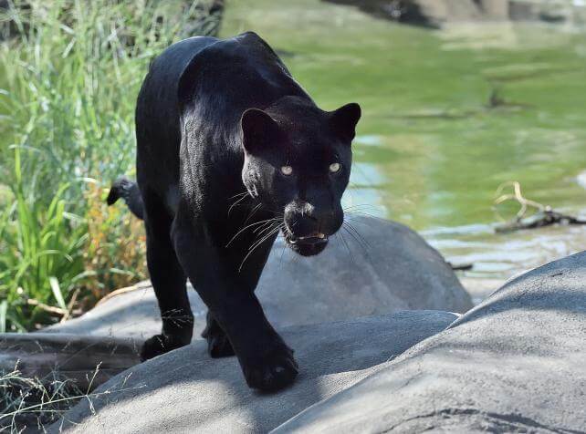 JAGUAR PARROT WORLD